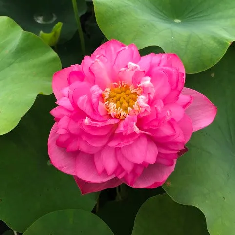 Red River Lotus   <br>   Lush, full blooms!