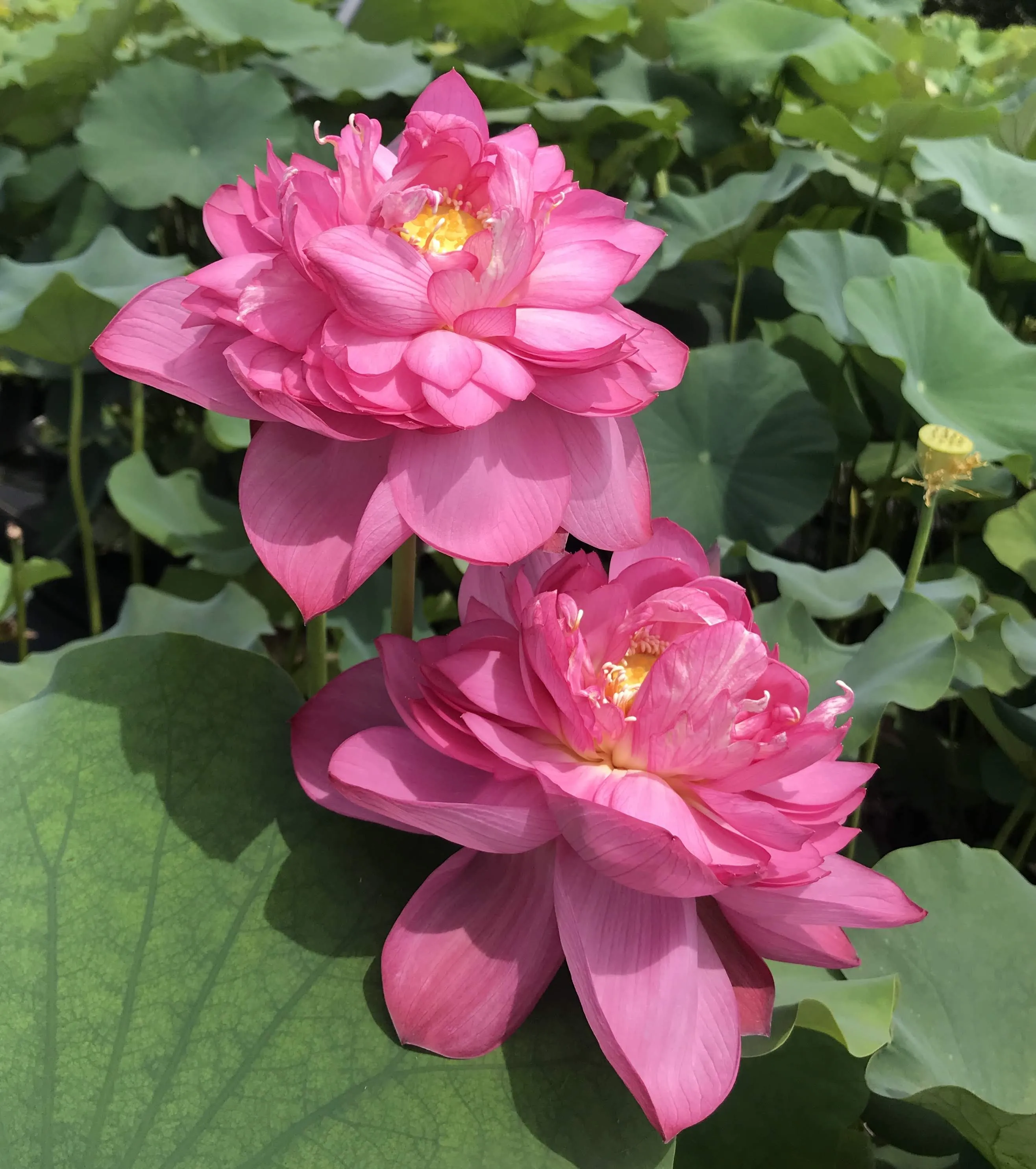 Red River Lotus   <br>   Lush, full blooms!