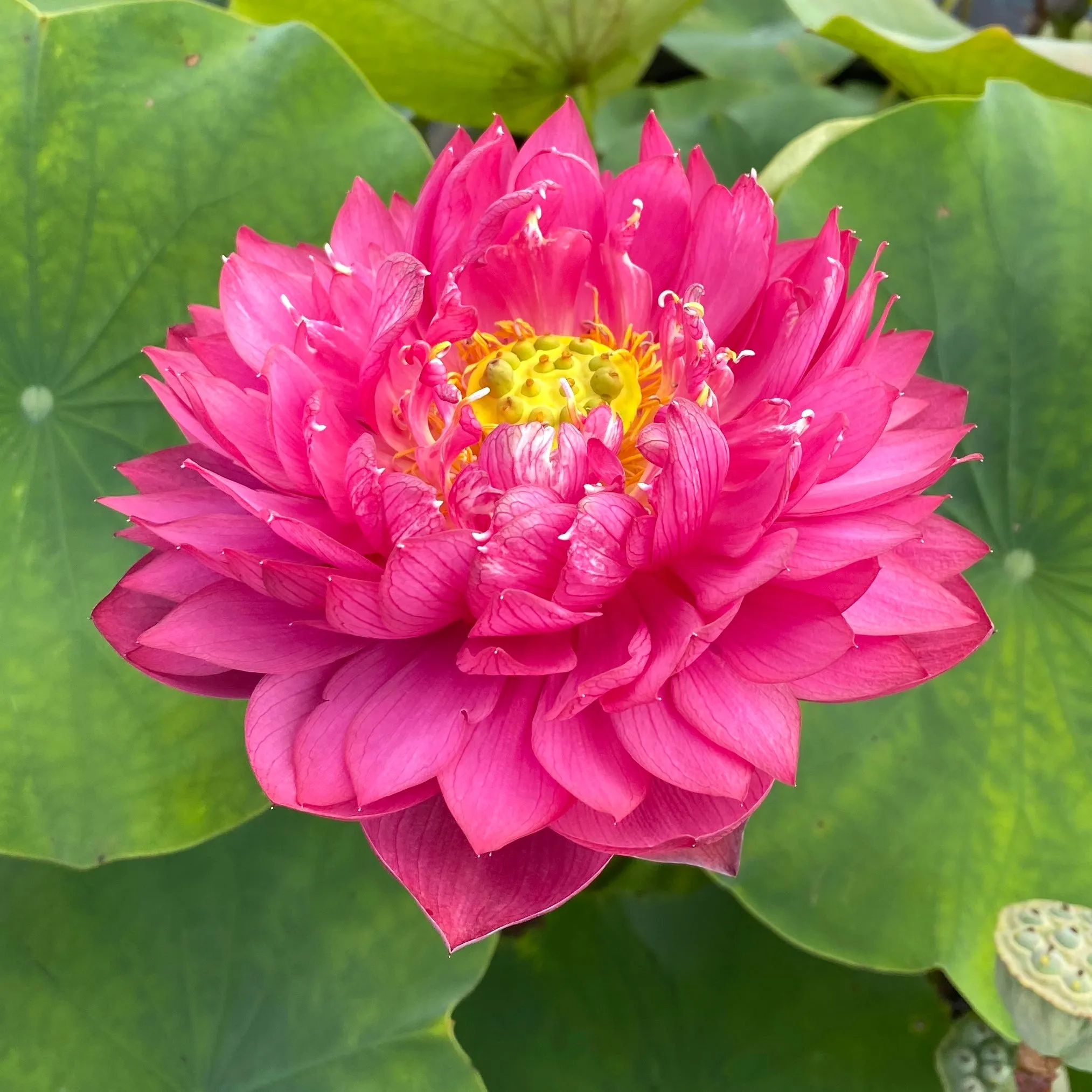 Red River Lotus   <br>   Lush, full blooms!